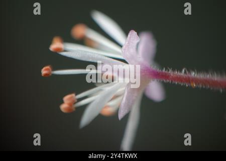 Image macro de petite fleur blanche 'Tiarella Spring Symphony' Banque D'Images