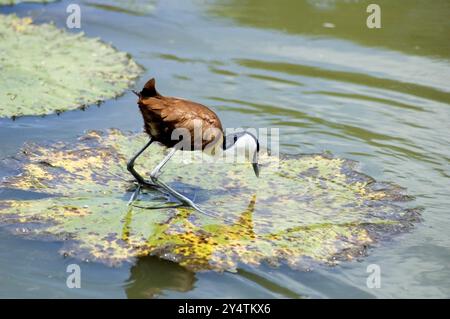 Jacana à poitrine Banque D'Images