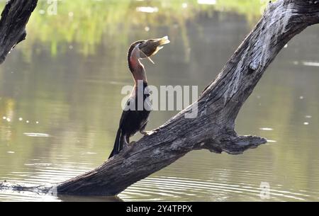 Un dard africain avec un poisson dans un lac dans le parc Kruger, Afrique du Sud, Afrique Banque D'Images