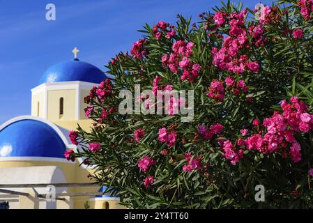 Fleurs colorées de Bougainvillea avec des bâtiments traditionnels blancs à Oia, Santorin, Grèce, Europe Banque D'Images