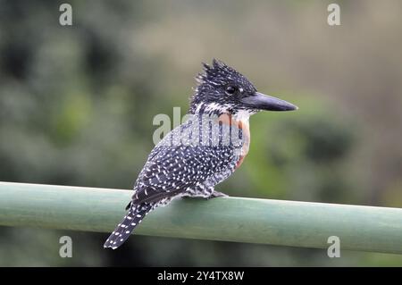 Un Kingfisher géant (Megaceryle Maxima) dans le parc Kruger, Afrique du Sud, Afrique Banque D'Images