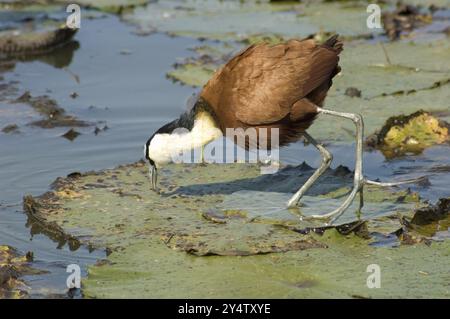 Jacana africaine dans un lac en Afrique du Sud Banque D'Images