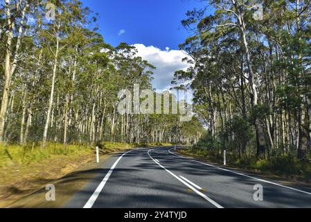 Route avec des arbres le long de deux côtés en Tasmanie, Australie, Océanie Banque D'Images