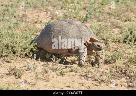 Tortue léopard, également connue sous le nom de tortue de montagne en Afrique du Sud Banque D'Images