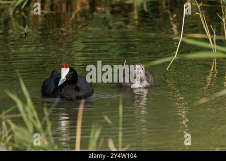 Grange Coot Fulica cristata nageant avec son bébé dans le parc naturel El Hondo, Espagne Banque D'Images