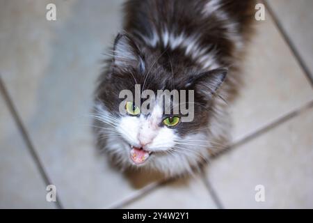 Un chat noir et blanc saisissant aux yeux verts éclatants regarde curieusement la caméra, comme s'il était intrigué par sa présence Banque D'Images