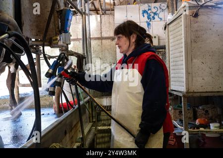 Traite dans la grange avec la ferme de vaches Nikola Pittaras dans le village de Melanes sur l'île de Naxos dans l'archipel des Cyclades en Grèce le 12 mars Banque D'Images