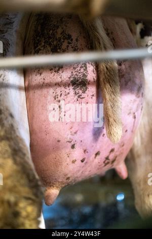 Traite dans la grange avec la ferme de vaches Nikola Pittaras dans le village de Melanes sur l'île de Naxos dans l'archipel des Cyclades en Grèce le 12 mars Banque D'Images