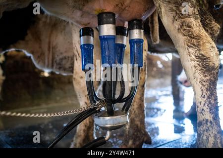 Traite dans la grange avec la ferme de vaches Nikola Pittaras dans le village de Melanes sur l'île de Naxos dans l'archipel des Cyclades en Grèce le 12 mars Banque D'Images