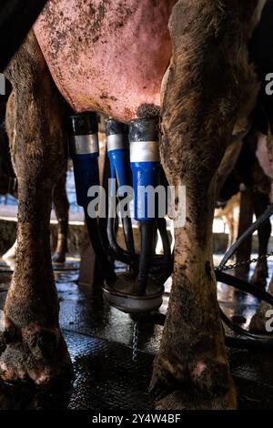 Traite dans la grange avec la ferme de vaches Nikola Pittaras dans le village de Melanes sur l'île de Naxos dans l'archipel des Cyclades en Grèce le 12 mars Banque D'Images