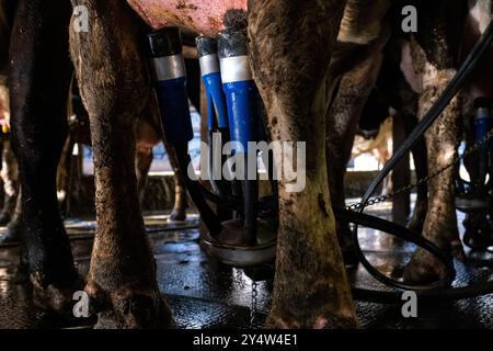 Traite dans la grange avec la ferme de vaches Nikola Pittaras dans le village de Melanes sur l'île de Naxos dans l'archipel des Cyclades en Grèce le 12 mars Banque D'Images