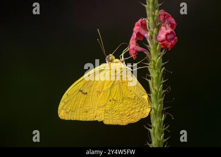 papillon de soufre sans nuages sur une fleur rose Banque D'Images