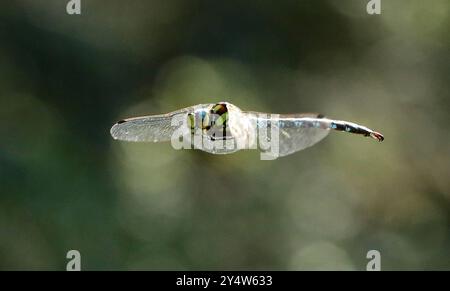 Libelle Libelle im Flug, Blaugrüne Mosaikjungfer Aeshna cyanea fliegend, einheimisches Insekt, Tier, Flugbild / Brandenburg / 19.09.2024 / / copyright : Contrast / O. Behrendt / contraste photoagentur / *** libellule libellule en vol, mosaïque bleu-vert libellule Aeshna cyanea volant, insecte indigène, animal, vol photo Brandenburg 19 09 2024 copyright contraste O Behrendt contraste photoagentur Banque D'Images