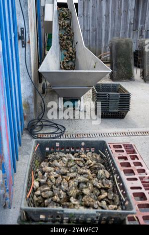 Voyager en France, vieilles cabanes en bois et élevages d'huîtres dans le village de Gujan-Mestras, culture, pêche et vente de coquillages d'huîtres fraîches, Arcachon b Banque D'Images