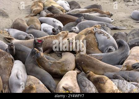 Éléphants de mer du Nord - Mirounga angustirostris - en divers stades de mue au début de l'été à Elephant Seal Vista point en Californie Banque D'Images