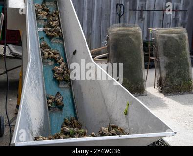 Voyager en France, vieilles cabanes en bois et élevages d'huîtres dans le village de Gujan-Mestras, culture, pêche et vente de coquillages d'huîtres fraîches, Arcachon b Banque D'Images