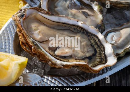 Manger des huîtres fraîches vivantes avec du citron et du pain au café de ferme en plein air dans le village ostréicole, bassin d'Arcachon, port de Gujan-Mestras, Bordeaux, Fran Banque D'Images