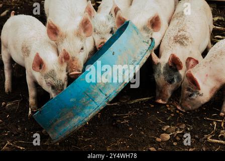 Six porcs rivalisent pour manger leur rassasier dans un creux bleu. Banque D'Images