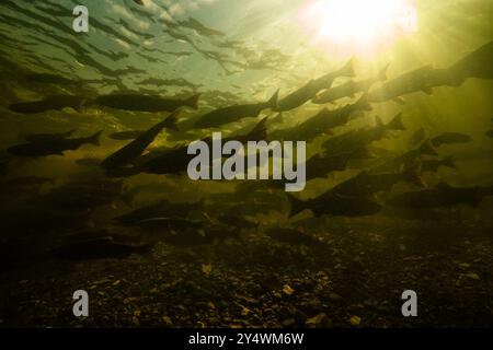 Une grande école de saumons sockeye adultes dans le lac Babine dans le nord de la Colombie-Britannique, Canada. Banque D'Images