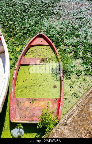 Un vieux bateau abandonné partiellement immergé dans une eau couverte d'algues vertes, entouré de plantes aquatiques. Symbolise la négligence et la décomposition. Banque D'Images