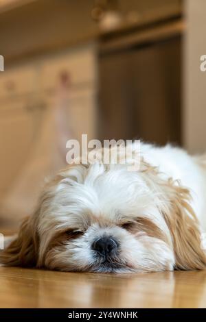 Un petit chien blanc dort sur un plancher en bois. Le chien est enroulé et sa tête repose sur ses pattes. La scène est paisible et calme, avec le d Banque D'Images