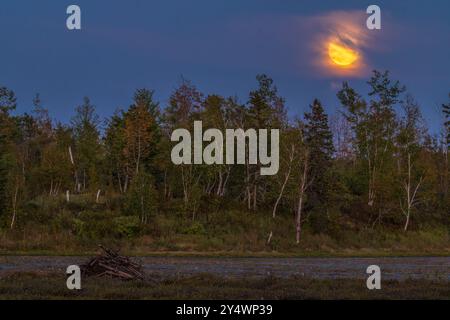 La lune de la moisson de septembre se lève au-dessus d'une zone humide dans le nord du Wisconsin. Banque D'Images