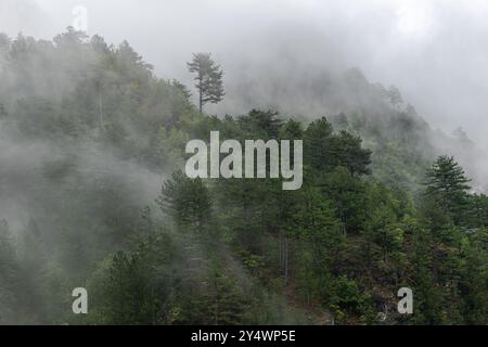 Pins sur une montagne en Bosnie-Herzégovine Banque D'Images