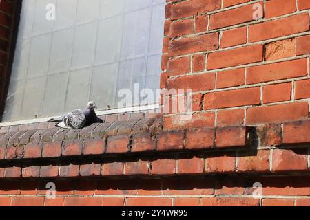 Gosport, Hampshire, Angleterre. 14 septembre 2024. Un pigeon assis sur un rebord de fenêtre en brique. Cette photo fait partie d'une série que j'ai prise lors d'une récente visite à l'église de la Sainte Trinité pendant les Journées portes ouvertes du patrimoine Gosport. Banque D'Images