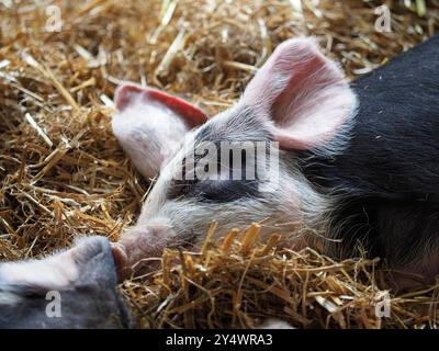 Les porcs noirs et sable Oxford Banque D'Images