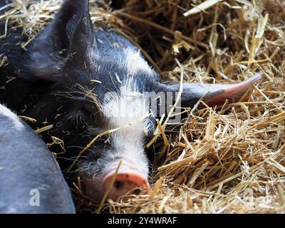 Les porcs noirs et sable Oxford Banque D'Images