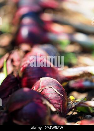 Oignons déposés dans un potager traditionnel, Northamptonshire Banque D'Images