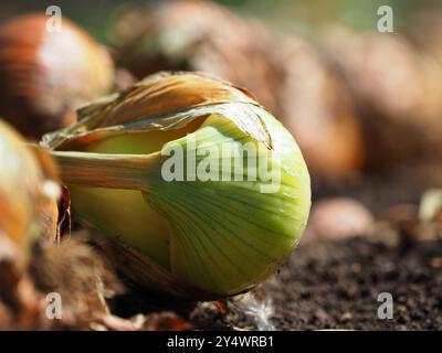 Oignons déposés dans un potager traditionnel, Northamptonshire Banque D'Images