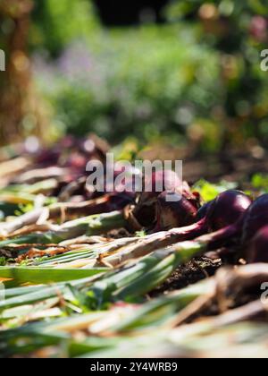 Oignons déposés dans un potager traditionnel, Northamptonshire Banque D'Images