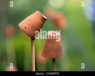 Teracotta pots sur Canes, Northamptonshire Banque D'Images