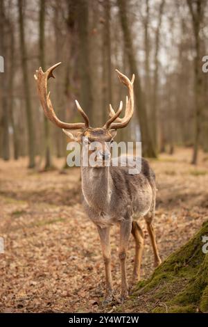 Portrait vertical de cerfs en jachère commune dans le parc Blatna. Adorable Buck avec Antlers en automne République tchèque. Banque D'Images