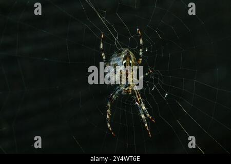 Araignée de jardin européenne dans sa toile, dans un environnement sombre Banque D'Images