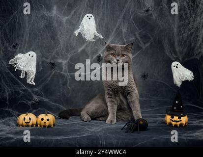 Chat d'Halloween sur un fond gris foncé avec des toiles d'araignée, des fantômes, des citrouilles de lanterne Jack et des araignées. Chat britannique avec décorations festives d'Halloween. Banque D'Images