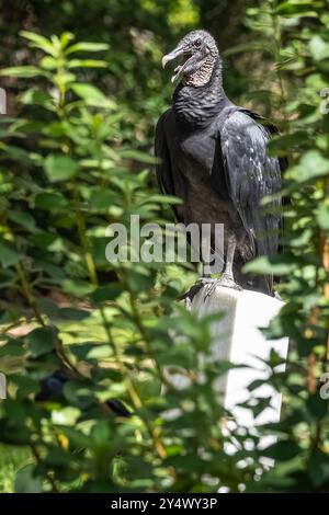 Vautours noir américain perché sur une pierre tombale au cimetière historique de Micanopy dans le centre-nord de la Floride. (ÉTATS-UNIS) Banque D'Images