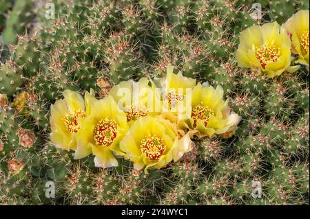 Le cactus Opuntia fragilis fleurit dans un jardin d'arrière-cour à Winkler, Manitoba, Canada. Banque D'Images