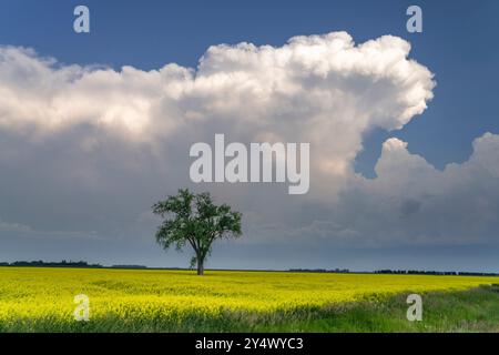 Un arbre solitaire dans un champ de colza en fleurs à Myrtle, Manitoba, Canada. Banque D'Images