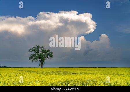 Un arbre solitaire dans un champ de colza en fleurs à Myrtle, Manitoba, Canada. Banque D'Images