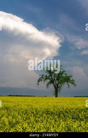 Un arbre solitaire dans un champ de colza en fleurs à Myrtle, Manitoba, Canada. Banque D'Images