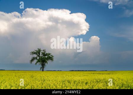 Un arbre solitaire dans un champ de colza en fleurs à Myrtle, Manitoba, Canada. Banque D'Images