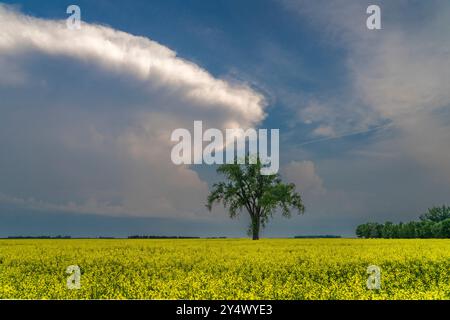 Un arbre solitaire dans un champ de colza en fleurs à Myrtle, Manitoba, Canada. Banque D'Images