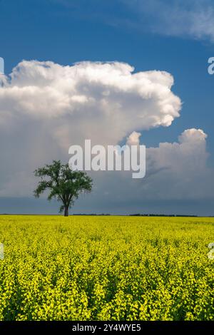 Un arbre solitaire dans un champ de colza en fleurs à Myrtle, Manitoba, Canada. Banque D'Images