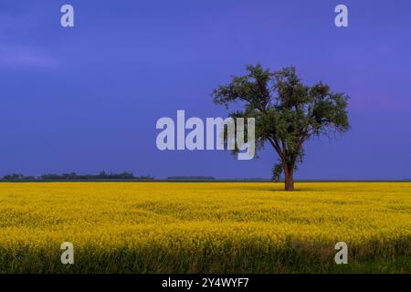 Un arbre solitaire dans un champ de colza en fleurs à Myrtle, Manitoba, Canada. Banque D'Images