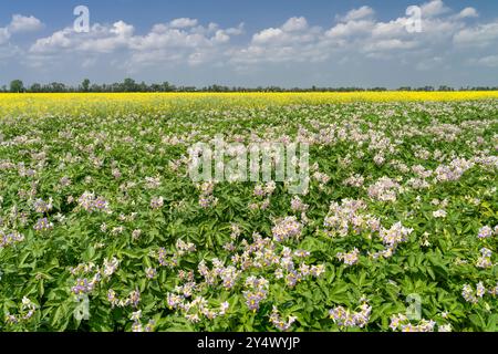 Champs de pommes de terre et de canola en fleurs près de Winkler, Manitoba, Canada. Banque D'Images