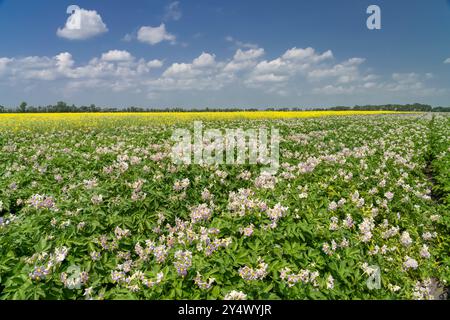 Champs de pommes de terre et de canola en fleurs près de Winkler, Manitoba, Canada. Banque D'Images