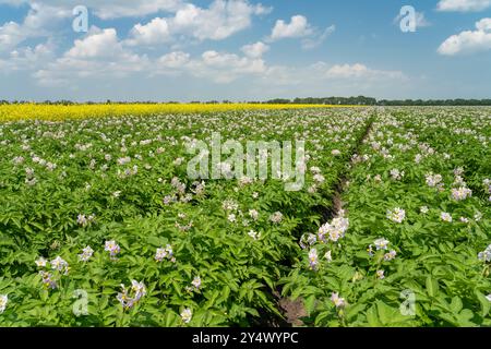 Champs de pommes de terre et de canola en fleurs près de Winkler, Manitoba, Canada. Banque D'Images