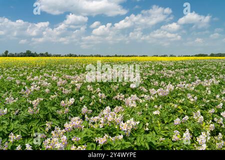 Champs de pommes de terre et de canola en fleurs près de Winkler, Manitoba, Canada. Banque D'Images